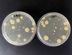 嬰配乳粉生產企業環境微生物監測（一）——表面微生物采樣