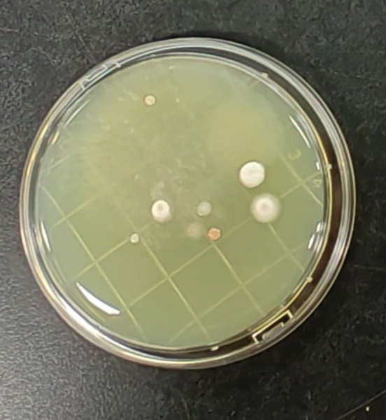 嬰配乳粉生產企業環境微生物監測（一）——表面微生物采樣