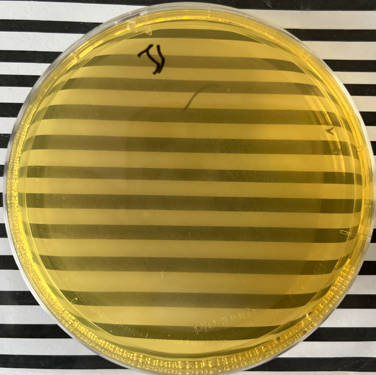 制藥行業中的隱形殺手-洋蔥伯克霍爾德菌群