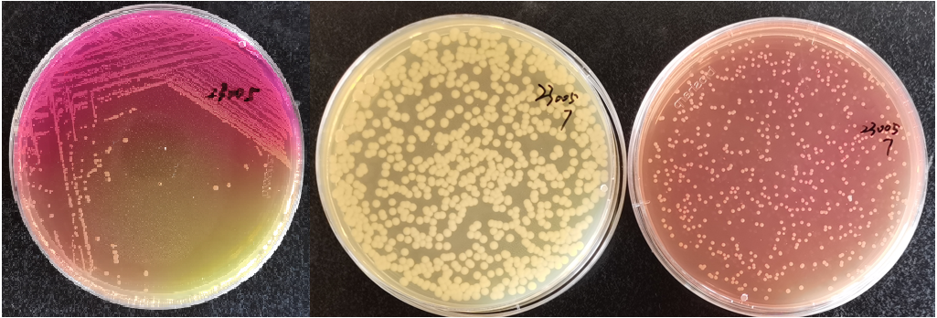 制藥行業中的隱形殺手-洋蔥伯克霍爾德菌群