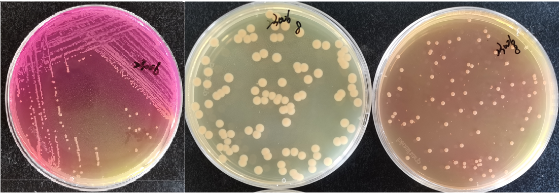 制藥行業中的隱形殺手-洋蔥伯克霍爾德菌群