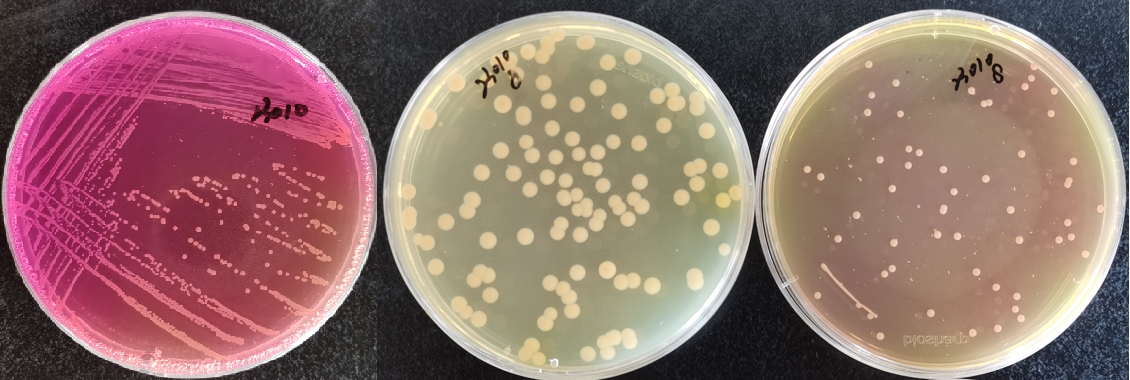 制藥行業中的隱形殺手-洋蔥伯克霍爾德菌群