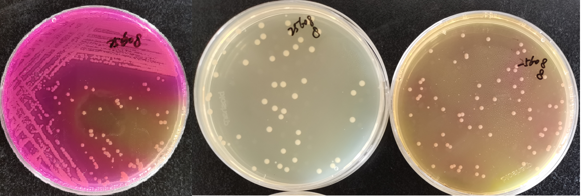 制藥行業中的隱形殺手-洋蔥伯克霍爾德菌群