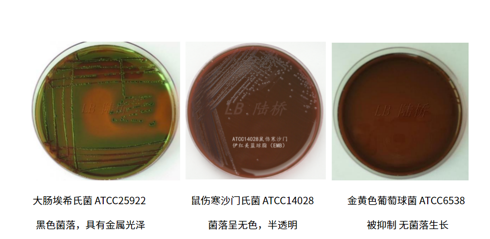 大腸埃希氏菌的選擇性分離培養基——伊紅美藍瓊脂（EMB）