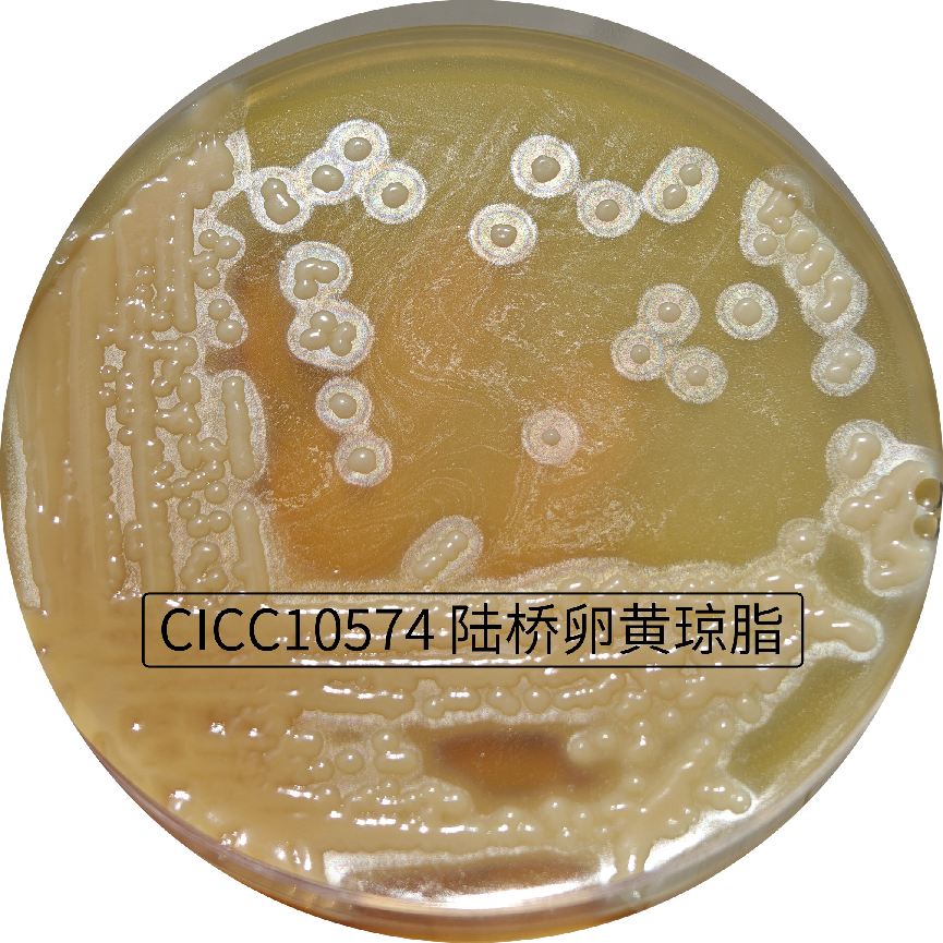 自帶“光環”的菌——唐菖蒲伯克霍爾德氏菌（下）