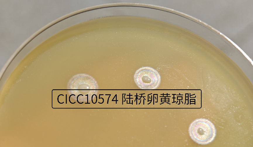 自帶“光環”的菌——唐菖蒲伯克霍爾德氏菌（下）