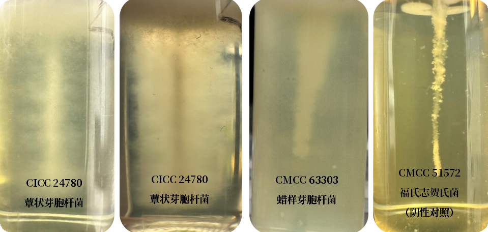 誰是芽胞桿菌中的“運動健將”？