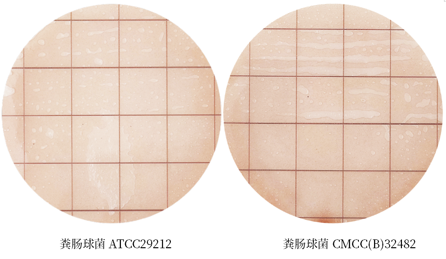 陸橋推出新大腸菌群測試片：符合GB4789.3-2025