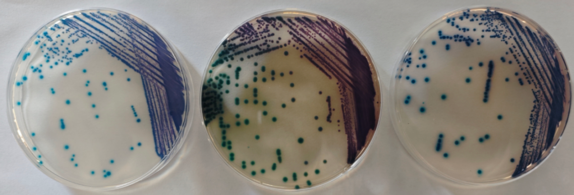 沙門檢測新助手—沙門氏+顯色培養(yǎng)基