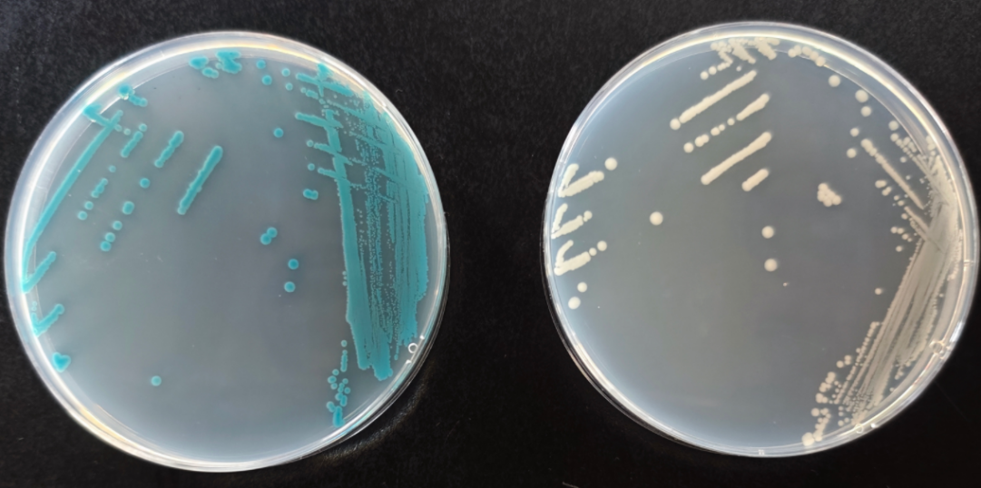 沙門檢測新助手—沙門氏+顯色培養(yǎng)基