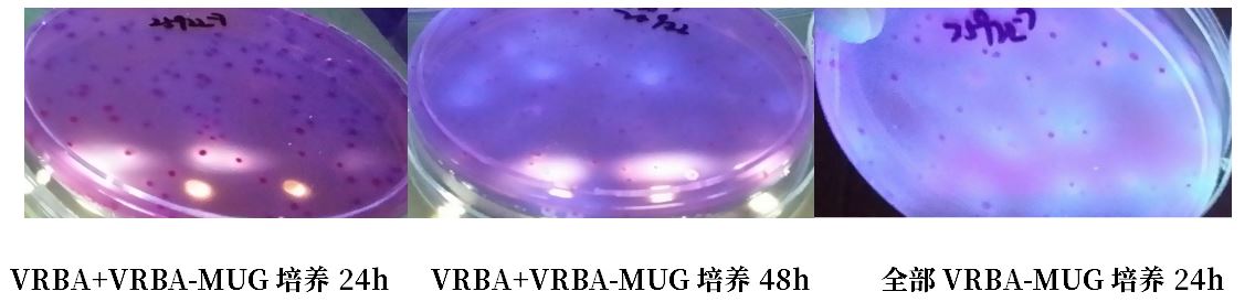 GB 4789.38－2025《食品安全國家標準　食品微生物學檢驗　大腸埃希氏菌計數(shù)》解讀