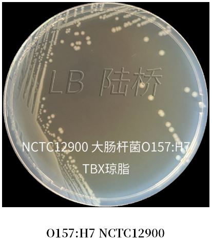 GB 4789.38－2025《食品安全國家標準　食品微生物學檢驗　大腸埃希氏菌計數(shù)》解讀