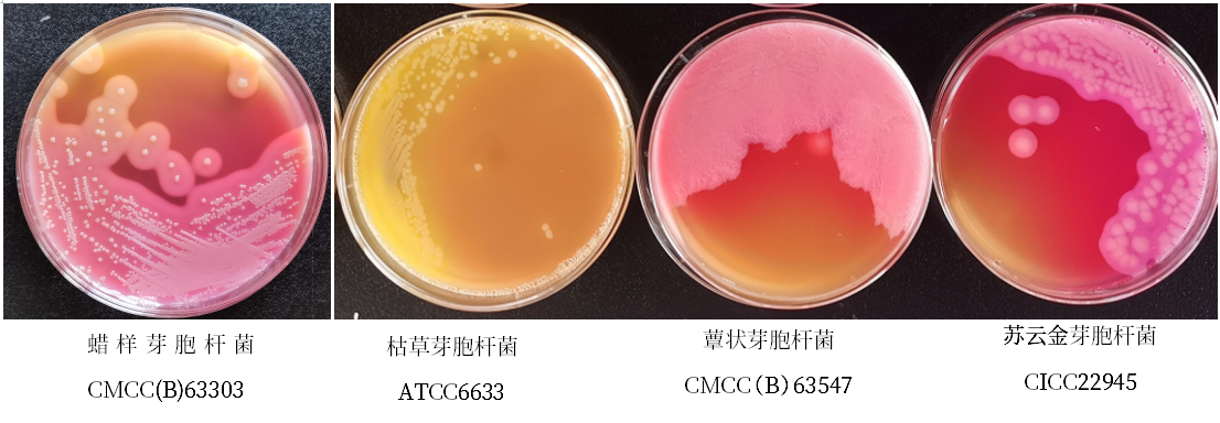 蠟樣芽胞桿菌檢測好幫手---蠟樣芽胞桿菌顯色培養基