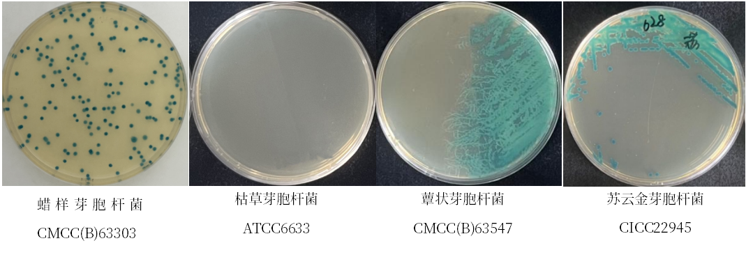 蠟樣芽胞桿菌檢測好幫手---蠟樣芽胞桿菌顯色培養基