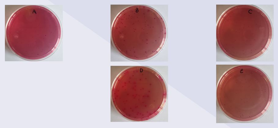 VRBA內(nèi)的紅色小菌落，有可能是沙門氏菌？
