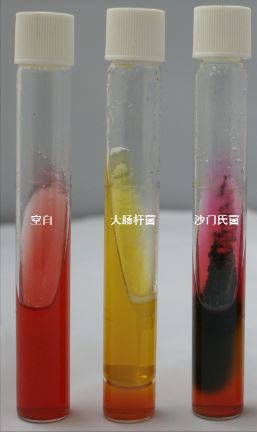 VRBA內的紅色小菌落，有可能是沙門氏菌？