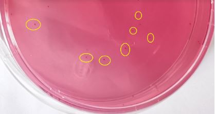 VRBA內的紅色小菌落，有可能是沙門氏菌？