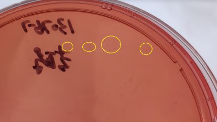VRBA內的紅色小菌落，有可能是沙門氏菌？